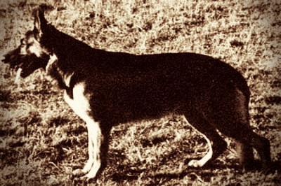 Dox vom Coburger Land: Die wahre Legende eines Deutschen Schäferhundes 