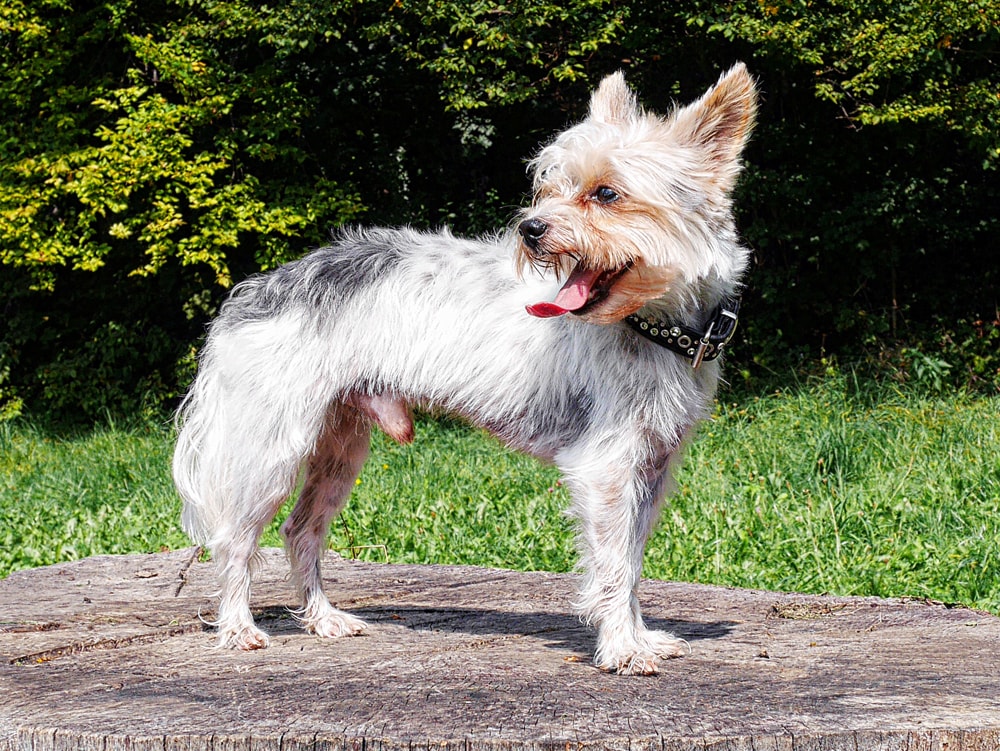 Hunderasse: Biewer-Yorkshire-Terrier